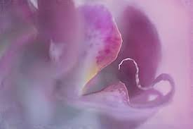 Shared by ˗ˋˏ chloe ˎˊ˗. Page 4 Royalty Free Pastel Pink Flower Photos Pikist