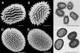 Image result for Megalastrum lanuginosum