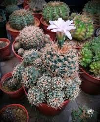 g bruchii gymnocalycium gymnocalyciumbruchii cactus cactilover cacti flores flowers succulents 多肉植物 裸萼球屬 羅星丸 仙人掌開花 花 仙人掌 flowers cactus plants