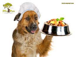 Alimentos Que Si Pueden Comer Nuestros Perros Mypopi