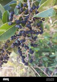 Image result for Ozoroa obovata