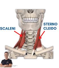 La cervicale può dare problemi alla gola? A volte sì, ecco perché!