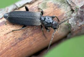 Image result for Combretum fuscum