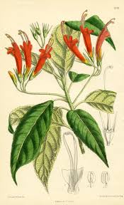 Image result for Pentas longiflora