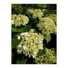 Otrzymaj 12.000 s stockowego materiału wideo pan hortensia hydrangea madame emile z 25 kl./s. Hydrangea Macrophylla Madame Emile Mouillere Provender Nurseries Wholesale Nursery In Swanley Kent