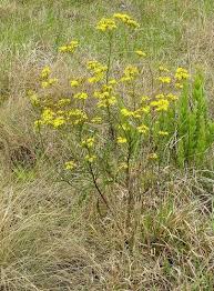 Image result for Senecio polyanthemoides