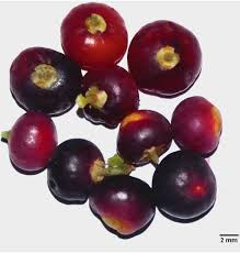 Image result for Salvadora persica