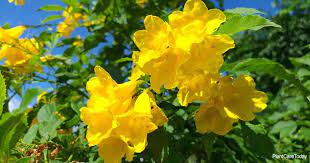 Find images of yellow bell flower. Tecoma Stans Care How To Grow The Yellow Bell Flower