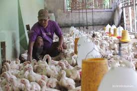 Doc ayam broiler adalah anakan umur 1 hari dari indukan ayam broiler yang ditetaskan oleh perusahaan breeder/ penetasan yang nantinya akan menjadi bibit dari ayam broiler 7.600. Harga Ayam Broiler Mulai Menanjak Peternak Mulai Sumringah
