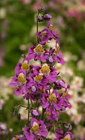 Schizanthus Poor Man S Orchid Butterfly Flower Spring Real Flowers Butterfly Flowers Orchids
