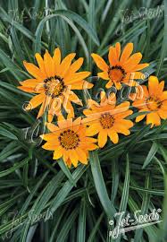 Image result for Gazania krebsiana