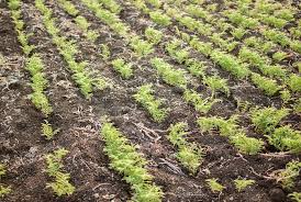 Chickpeas do not do well with transplanting. How To Grow Garbanzo Beans In Your Own Garden