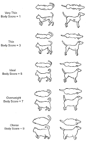 22 Logical Kitten Healthy Weight Chart