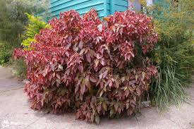 Image result for Acalypha ambigua