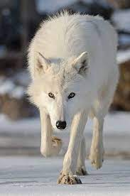 wolves coyotes おしゃれまとめの人気アイデア pinterest angel 動物 アニマル オオカミ