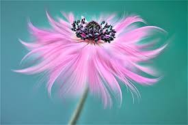 You can also upload and share your favorite free spring wallpapers and screensavers. Flower Screensaver 1080p 2k 4k 5k Hd Wallpapers Free Download Sort By Relevance Wallpaper Flare