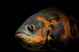 Comprehensive oscar fish information and care guide. Oscar Fish Wikipedia