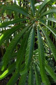 Image result for Begonia pulcherrima