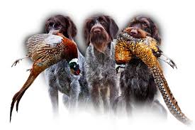 Image result for německý ohař drátosrstý stavba těla