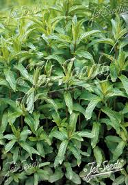 Image result for Mentha spicata