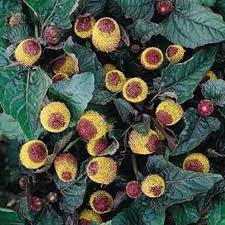 Image result for Spilanthes
