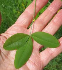 Image result for Laburnum