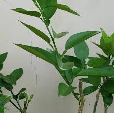 A fruit salad tree is a fruit tree that grows up to 6 different fruits all on the 1 tree. Grafted Citrus Plants For Sale Home Facebook