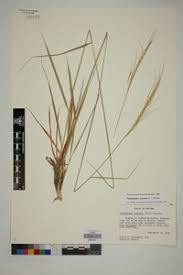 Image result for Trachypogon spicatus