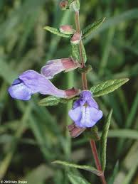 Image result for Floscopa tuberculata