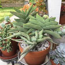 There are limits on how much powders, liquids, aerosols and gels you can carry onto an airplane. Crassula Falcata Propeller Plant In 2021 Windowsill Garden Plants Succulents Garden