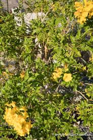 Image result for Tecoma stans