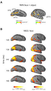 0 ratings0% found this document useful (0 votes). The Bottom Up And Top Down Processing Of Faces In The Human Occipitotemporal Cortex Elife
