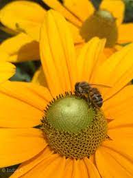 Yellow Cone Flower With Bee Common Name Latin Name Enchinacea Paradoxa From The Ratibida Pinnata Aster Family Asterac Wonderful Flowers Bee Flower Photos