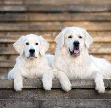 Golden retrievers are playful lovers with a lot of energy. Pictures Of Golden Retrievers Golden Retriever Photo Gallery Golden Retriever Retriever Labrador Retriever Puppies