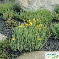 Image result for Hypericophyllum