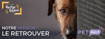 Le point sur les déclarations d'impôt dans nb : Pet Alert Tarn Et Garonne 82 Home Facebook