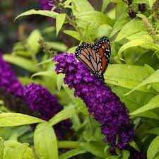 Buddleia Flower Jewelry Best Flower Wallpaper