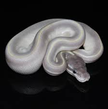 Purple Passion Ball Python Ball Python Pets Cute Dogs