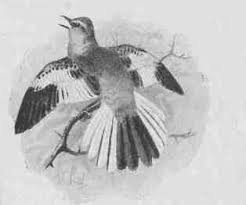 Image result for moaning dove