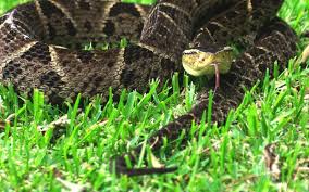 Image result for Bothrops asper