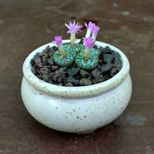 Image result for Conostomium