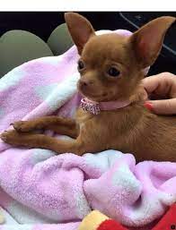 Ancient Dog Collar Spring Doginaute Dogstufftravel Chihuahua Puppies Baby Chihuahua Dogs And Puppies
