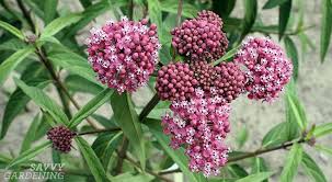 Plant Milkweed To Help Save The Monarch Butterflies Milkweed Monarch Butterfly Unusual Flowers