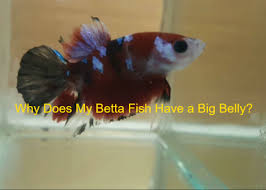 Why Does My Betta Fish Have A Big Belly Bettafishaquarium Com