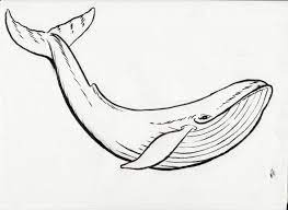 Blue Whale Whale Drawing Whale Sketch Whale Painting