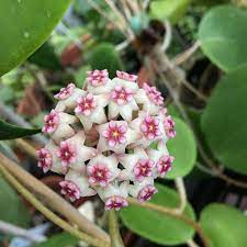 Hoya Sweet Scent Hoya Plants Planting Flowers Flowers