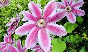 Check spelling or type a new query. Best Clematis For Containers In Shade 6 Favourite Picks Pyracantha Co Uk