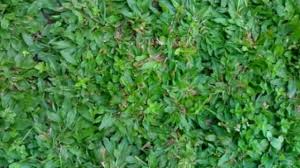 Harga murah, berbagai jenis rumput hias terbaru dan terlengkap di toko tanaman hias terbaik. Jenis Tanah Untuk Menanam Rumput Gajah Mini Ilmubudidaya Com