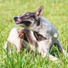 What plants are dogs allergic to. Dog Allergies Treating Itchy Skin Allergies In Dogs