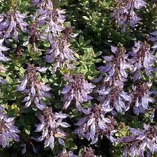 Image result for Plectranthus guruensis